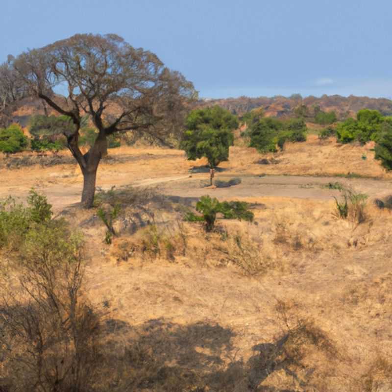 Observation des oiseaux au parc national de Ruaha, Tanzanie, au printemps: un guide pratique